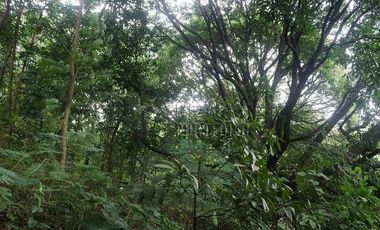 FOR SALE: 1,035 SQM Farm Land in Antipolo