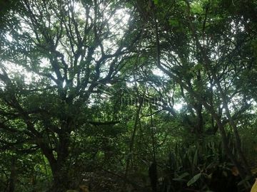 FOR SALE: 1,035 SQM Farm Land in Antipolo