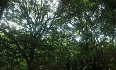 FOR SALE: 1,035 SQM Farm Land in Antipolo