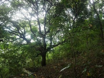 FOR SALE: 1,035 SQM Farm Land in Antipolo