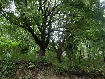 FOR SALE: 1,035 SQM Farm Land in Antipolo
