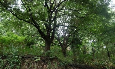 FOR SALE: 1,035 SQM Farm Land in Antipolo