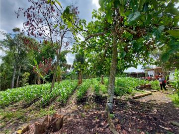 FINCA DE 4 CUADRAS EN QUIMBAYA 4861