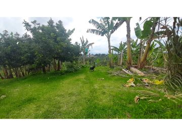 FINCA DE 4 CUADRAS EN QUIMBAYA 4861