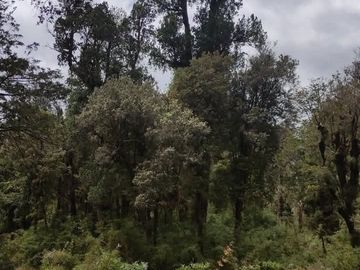 Lote parcelas Chiloe