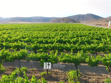 8 A 38 HA. VIÑEDO PRODUCIENDO EN  VALLE DE GUADALUPE !! OPORTUNIDAD!!