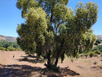 Agrícola en Venta en Se encuentra ubicado a 1,5 km de la carretera 5 sur