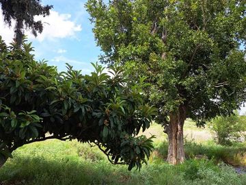 RANCHO EN VENTA, CAÑON DEL PALO DE AGUA, ARTEAGA.
