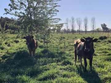 Chacra en venta - 5 Dormitorios 7 Baños - 60.000Mts2 - General Rodríguez
