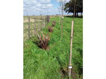 Campo en venta en Pila. 300 has. mixto