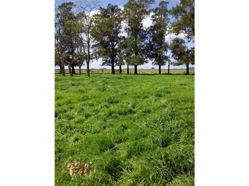 Campo en venta en Pila. 300 has. mixto