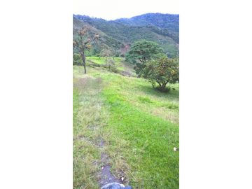 VENTA FINCA GENOVA QUINDIO