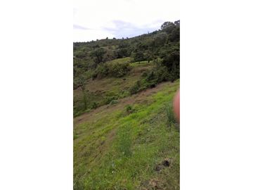 VENTA FINCA GENOVA QUINDIO