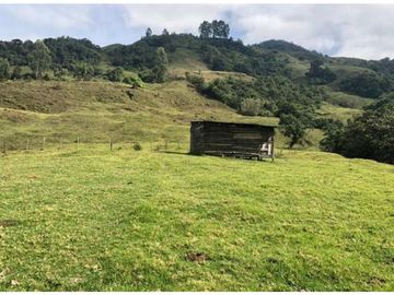 VENTA FINCA GENOVA QUINDIO