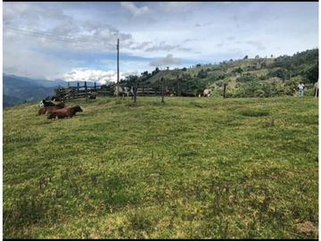 VENTA FINCA GENOVA QUINDIO