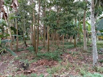 Tanah Pekarangan Sleman Akses Jalan Lebar di Candi Dukuh