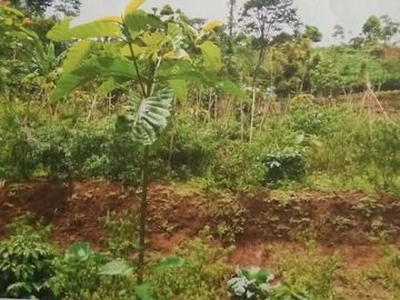 Dijual Tanah Murah di Cimaung Banjaran Bandung