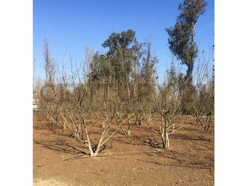 VENTA PARCELA AGRORESIDENCIAL CHILLÁN, SAN NICOLÁS