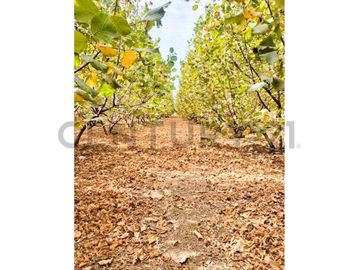 VENTA PARCELA AGRORESIDENCIAL CHILLÁN, SAN NICOLÁS