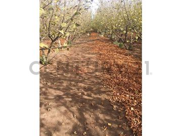 VENTA PARCELA AGRORESIDENCIAL CHILLÁN, SAN NICOLÁS