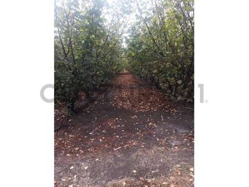 VENTA PARCELA AGRORESIDENCIAL CHILLÁN, SAN NICOLÁS