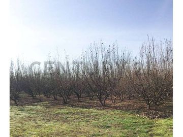 VENTA PARCELA AGRORESIDENCIAL CHILLÁN, SAN NICOLÁS