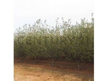 VENTA PARCELA AGRORESIDENCIAL CHILLÁN, SAN NICOLÁS