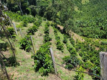 SE VENDE FINCA EN GENOVA