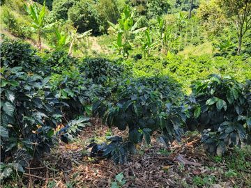 SE VENDE FINCA EN GENOVA