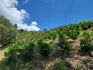 SE VENDE FINCA EN GENOVA