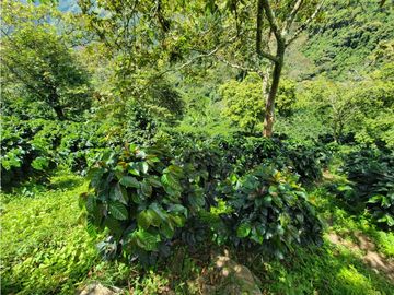 SE VENDE FINCA EN GENOVA