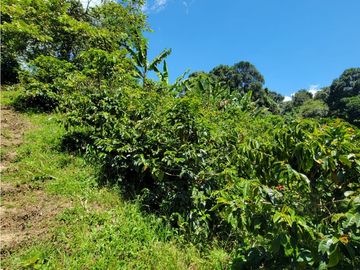 SE VENDE FINCA EN GENOVA