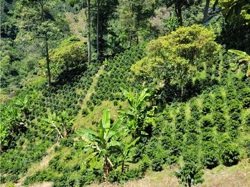 SE VENDE FINCA EN GENOVA