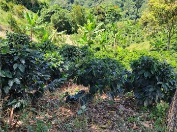 SE VENDE FINCA EN GENOVA