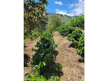 SE VENDE FINCA EN GENOVA