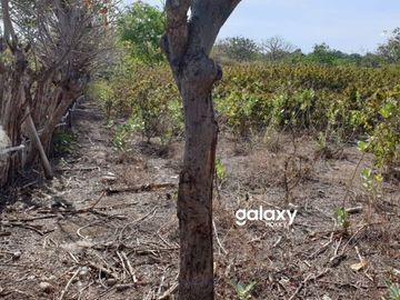 DIJUAL TANAH PULAU MOYO SUMBAWA LABUAN AJI NUSA TENGGARA BARAT