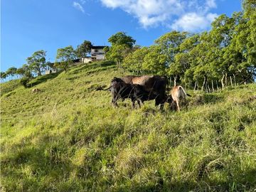 VENTA FINCA PRODUCTIVA 132 HECTREAS ENTRE PCORA Y SALAMINA, CALDAS