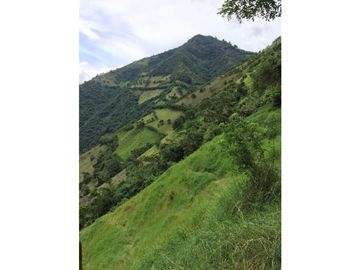 VENTA FINCA PRODUCTIVA 132 HECTREAS ENTRE PCORA Y SALAMINA, CALDAS