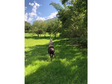 VENTA FINCA PRODUCTIVA 132 HECTREAS ENTRE PCORA Y SALAMINA, CALDAS