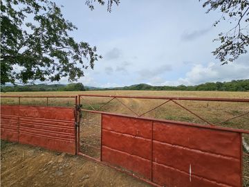 Se Vende Finca en Veraguas de 1110 Hectáreas