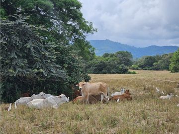 Se Vende Finca en Veraguas de 1110 Hectáreas