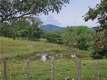 Se Vende Finca en Veraguas de 1110 Hectáreas
