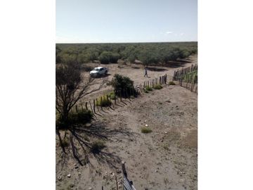 VENDO CAMPO GANADERO EN CARMENSA GENERAL ALVEAR MENDOZA
