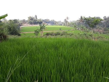 Jual Cepat Tanah Murah 2 Ha Di Cisaat Kota Sukabumi