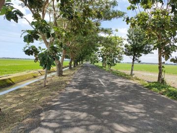 Kavling Tanah SHM, 10 Menit Pasar Jenar Purworejo