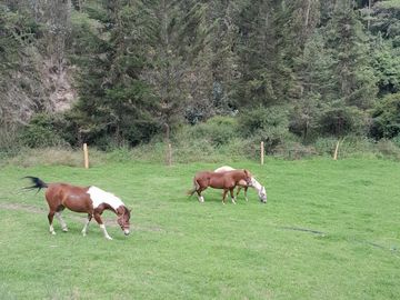 I3 Venta Terrenos Campestres Urbanizados