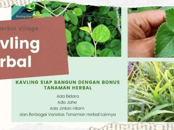 Jual Tanah Bonus Herbal Murah 30 Jt-an Di Maros