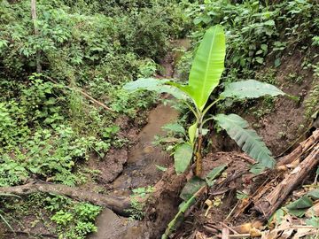 Finca Sasay