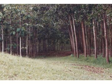 Se Vende Finca Agropecuaria 70 Ha Lago Gatun usd$42,858,oox Ha.