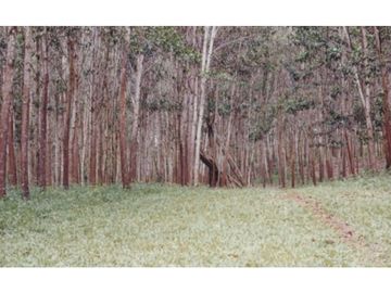 Se Vende Finca Agropecuaria 70 Ha Lago Gatun usd$42,858,oox Ha.